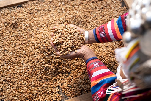 Kopi Toraja arabika: Rasa dan aromanya lebih nikmat dari kopi robusta