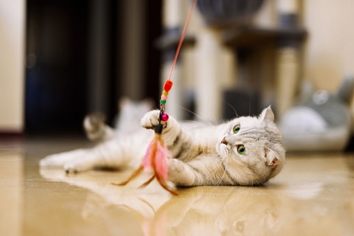 Cat teaser atau pancingan, meningkatkan keaktifan kucing