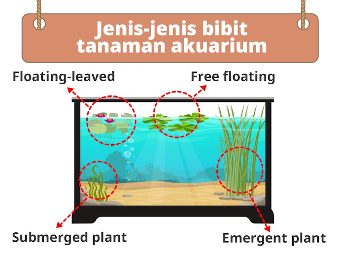 Bibit tanaman hias aquarium: Bisa sekaligus menjadi habitat ikan hias