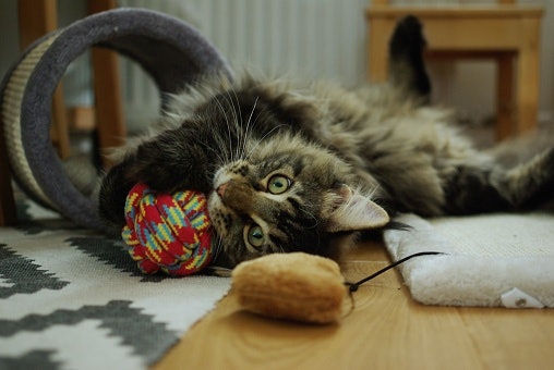 Terowongan dan bola, kucing dapat bermain sendiri tanpa perlu ditemani