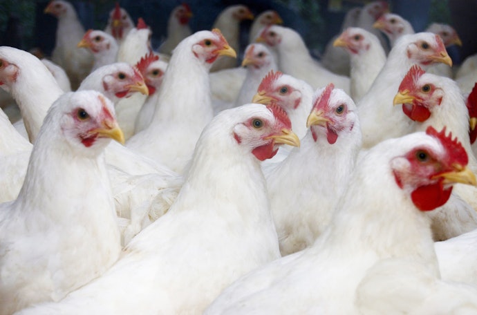 Ayam pedaging, butuh pakan yang kaya akan protein