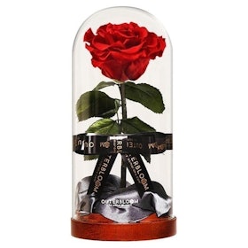 Outerbloom Enchanted Dome 1