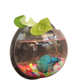 StarLight Acrylic Wall Aquarium 1