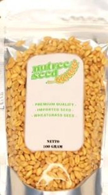 Micro Seed Benih Rumput Gandum 100 gr 1