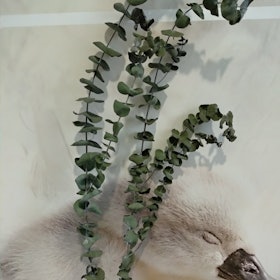 Dried Eucalyptus 1