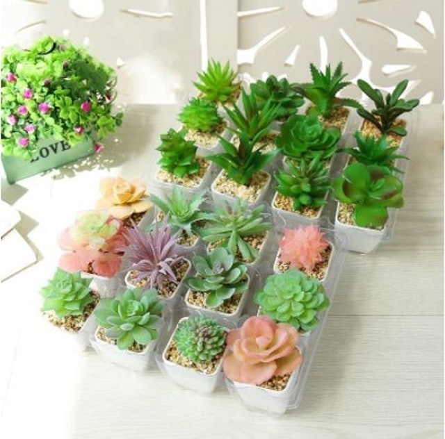 Kunataruma Tanaman Kaktus Mini Hias 1