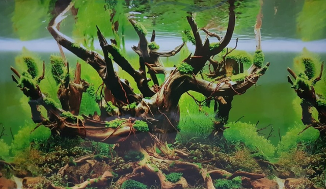 Wallpaper Aquarium Background Aquascape 1