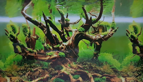 Wallpaper Aquarium Background Aquascape 1