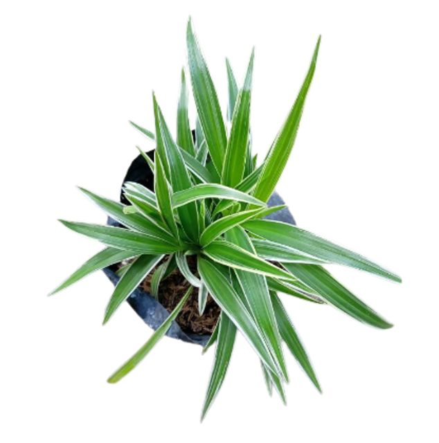 Lili Paris/Spider Plant (Chlorophytum Comosum) 1