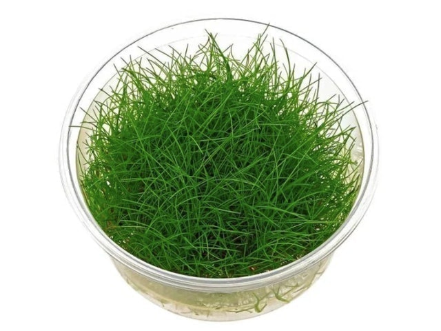 Dwarf Hairgrass 1