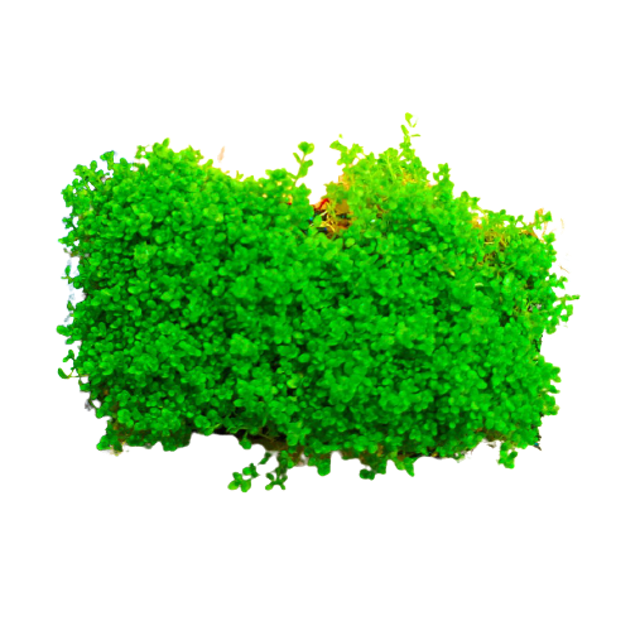 Tanaman Hemianthus Callitrichoides 1