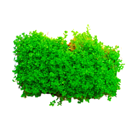 Tanaman Hemianthus Callitrichoides 1