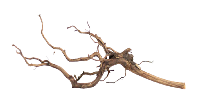 Akar Kayu Rasamala 1