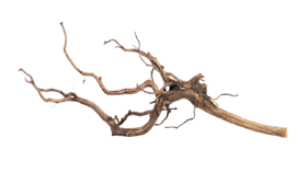 Akar Kayu Rasamala 1