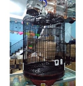 Oriq Jaya Sangkar Burung Klasik Murai Batu 1