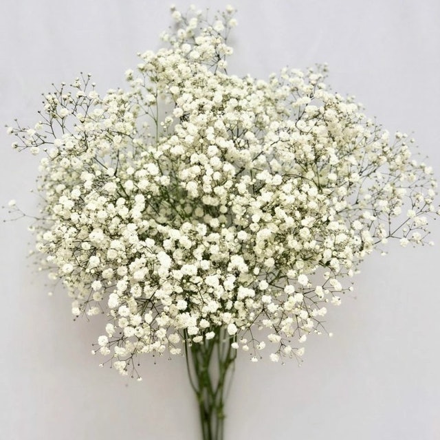 Fresh Natural Baby Breath 1