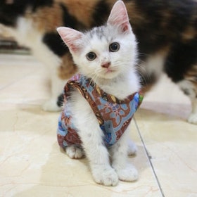 Baju Kucing Tangerang (BAKUTA) Baju Batik Biru Merah 1