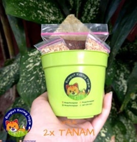 Rumput Kucing Jogja Paket Rumput Kucing 2x Tanam 1
