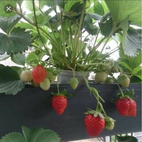 10 Bibit Strawberry Terbaik - Ditinjau oleh Penyuluh Pertanian (Terbaru Tahun 2022) 3