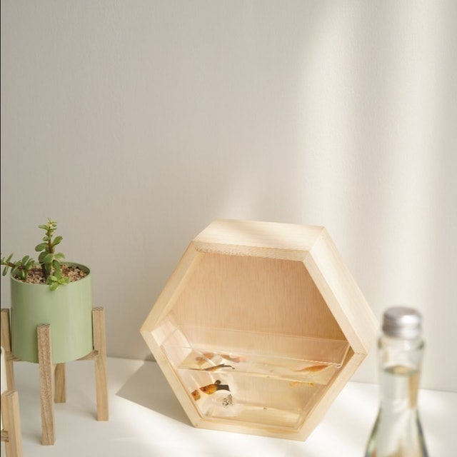 Hexagon Mini Aquascape 1