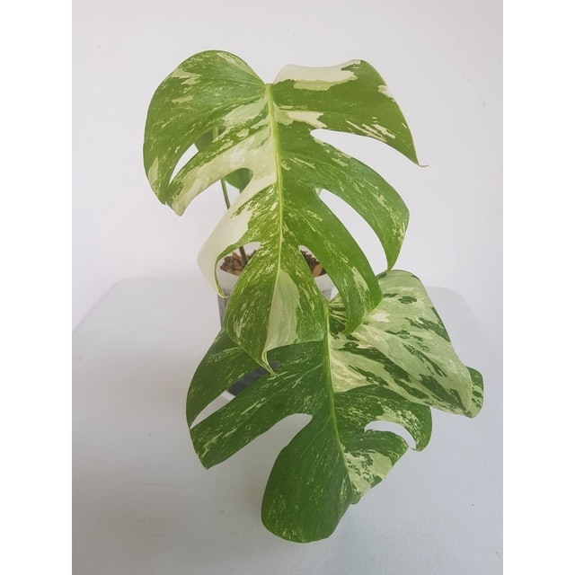 Bibit Monstera variegata 1