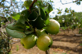 Desa Wisata Poncokusumo 1