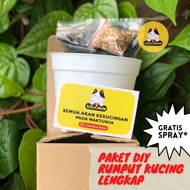 Kekucingan Paket Tanam Wheatgrass 1