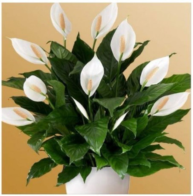 Bibit Bunga Peace Lily 1