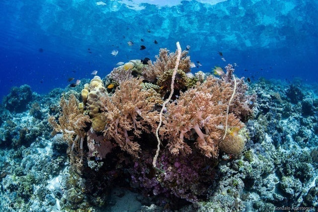 Pulau Menjangan dan Tabuhan 1