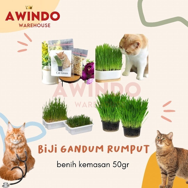 Biji Gandum Rumput Kucing 50GR 1