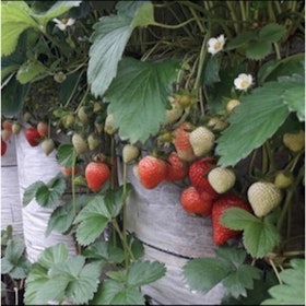 10 Bibit Strawberry Terbaik - Ditinjau oleh Penyuluh Pertanian (Terbaru Tahun 2022) 5