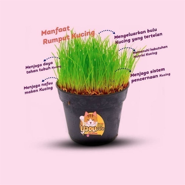 Yaou Care Cat Grass 1