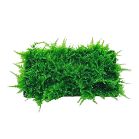 Tanaman Java Moss 1
