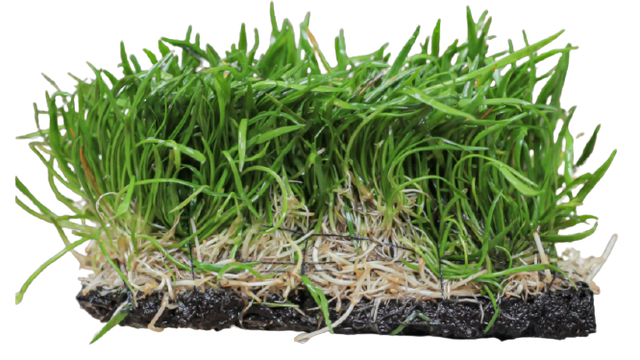 Tanaman Lilaeopsi Brasiliensis 1