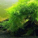 10 Tanaman Aquascape Terbaik - Ditinjau oleh Aquascaper (Terbaru Tahun Ini)