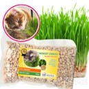 10 Rumput Kucing Terbaik - Ditinjau oleh Veterinarian (Terbaru Tahun Ini)