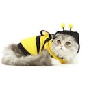 10 Rekomendasi Baju Kucing Terbaik (Terbaru Tahun Ini)