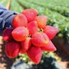 10 Bibit Strawberry Terbaik - Ditinjau oleh Penyuluh Pertanian (Terbaru Tahun 2022)